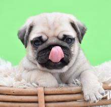 Puppies for sale pug - Turkmenistan, Ashgabat