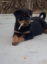 Puppies for sale rottweiler - Spain, Barcelona