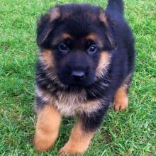 Puppies for sale german shepherd dog - Spain, Madrid