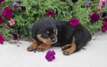 Puppies for sale rottweiler - Bulgaria, Sofia