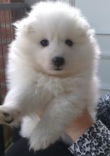 Puppies for sale pomeranian spitz - Finland, Helsinki. Price 10 €