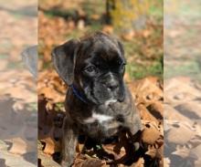 Puppies for sale boxer - Sweden, Esbjerg