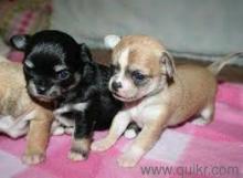 Puppies for sale chihuahua - Spain, Figeyras