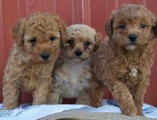 Puppies for sale poodle - USA, Massachusetts