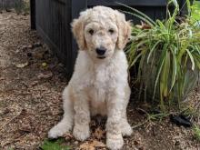 Puppies for sale poodle - Italy, Padua