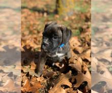 Puppies for sale boxer - Sweden, Mutal