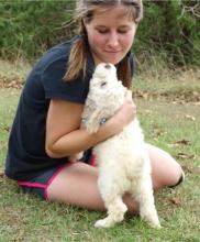 Puppies for sale poodle - Italy, Pescara