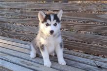 Продам щенка haski, blue eyes siberian husky puppies - Latvia, Riga