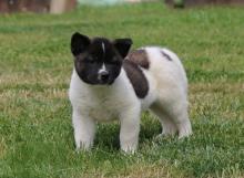 Puppies for sale akita - Ireland, Enniscorthy92335