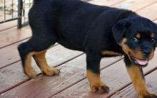 Puppies for sale rottweiler - Italy, Milan. Price 160 €