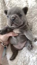 Puppies for sale french bulldog - Sweden, Helsingborg