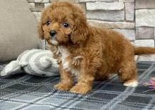 Puppies for sale , cavapoo - Germany, Kayzerslauten. Price 10 €