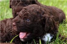 Puppies for sale other breed, lagotto romagnolo puppies - Denmark, Aarhus