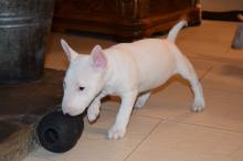 Puppies for sale bull terrier - Ireland, Cork. Price 11 €