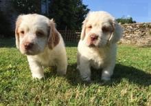 Puppies for sale other breed, clumber spaniel - Cyprus, Nicosia. Price 150 €