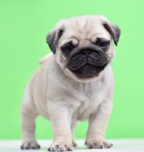 Puppies for sale pug - Kazakhstan, Temirtau