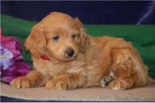 Puppies for sale , havapoo puppies - Poland, Bialystok