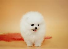 Puppies for sale pomeranian spitz - Netherlands, Amsterdam