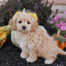 Puppies for sale , cockapoo - Denmark, Kopenagen