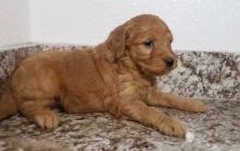 Puppies for sale , goldendoodle - Italy, Rome