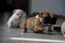 Puppies for sale french bulldog, french bulldog - Estonia, Sillamyae