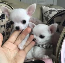 Puppies for sale chihuahua - Cyprus, Limassol