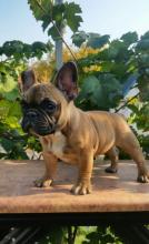 Puppies for sale french bulldog, french bulldog - Estonia, Tallinn