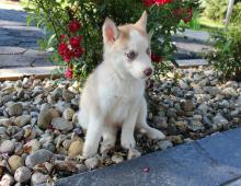 Puppies for sale , siberian husky - Uzbekistan, Namangan