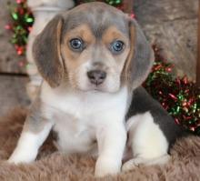 Puppies for sale beagle - Austria, Vienna