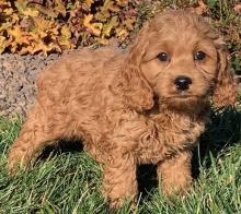 Puppies for sale , cockapoo - Ukraine, Ivano-Frankivsk
