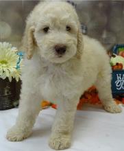 Puppies for sale poodle - Italy, Tivoli