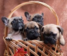 Puppies for sale french bulldog, french bulldog - Sweden, Lidkoping