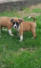 Puppies for sale boxer - Greece, Athens