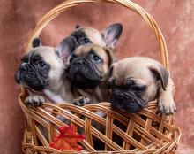 Puppies for sale french bulldog, french bulldog - Czech Republic, Cheb