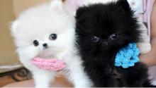 Puppies for sale pomeranian spitz - Canada, Alberta