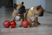 Puppies for sale french bulldog, french bulldog - Estonia, Sillamyae