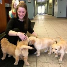 Puppies for sale golden retriever - Netherlands, Rotterdam