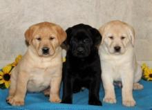 Puppies for sale labrador - Denmark, Kopenagen