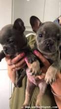 Puppies for sale french bulldog - Sweden, Helsingborg