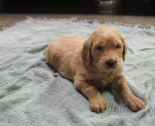 Puppies for sale , goldendoodle - Ireland, Cork