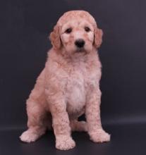 Puppies for sale poodle - Italy, Venice