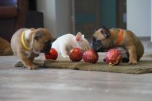 Puppies for sale french bulldog, french bulldog - Czech Republic, Jihlava