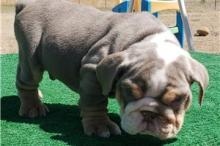 Puppies for sale english bulldog - Luxembourg, Luxembourg