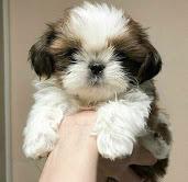 Puppies for sale shih tzu - Finland, Oulu