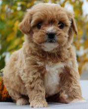 Puppies for sale , havapoo - Austria, Vienna