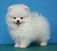 Puppies for sale pomeranian spitz - United Kingdom, Middlesbrough