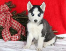 Puppies for sale haski, blue eyes siberian husky puppies - Germany, Stuttgart