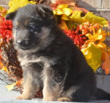 Puppies for sale german shepherd dog - Bulgaria, Shumen