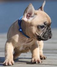 Puppies for sale french bulldog - Finland, Tampere