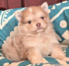 Puppies for sale , pomsky - Austria, Graz